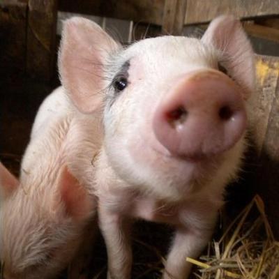 Baby Farm Animals at the Library! Baby Farm Animals at the Library!