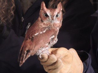 Birds of Prey Birds of Prey