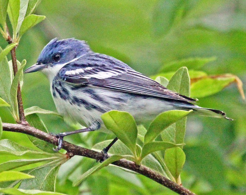 Birds of Spring Birds of Spring