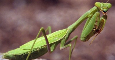 Learn about Praying Mantises