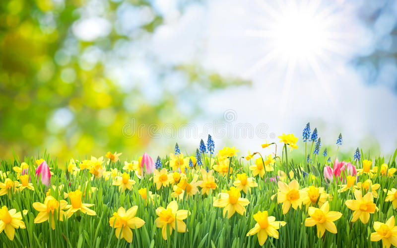 spring stock image.jpg