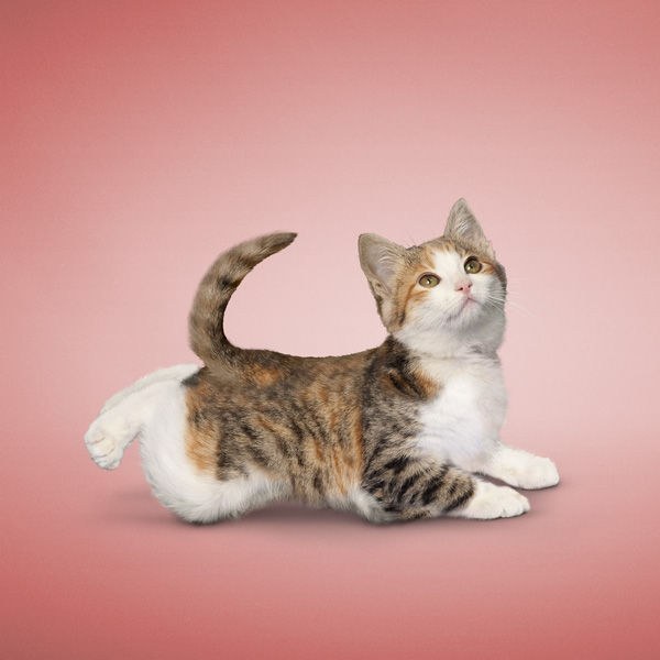 Tot Yoga Tot Yoga